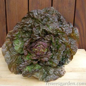 Organic Lettuce Patty's Choice - Renee's Garden - Image 2