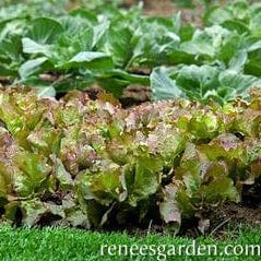 Organic Lettuce Patty's Choice - Renee's Garden - Image 3