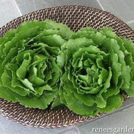 Lettuce Queen of Crunch - Renee's Garden - Image 2