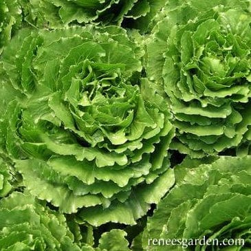 Lettuce Queen of Crunch - Renee's Garden - Image 3