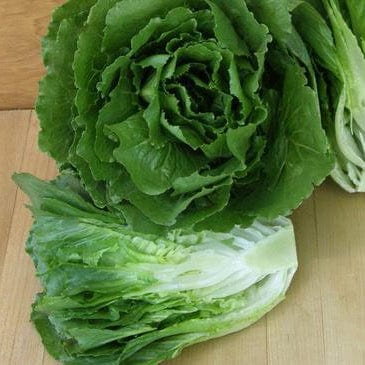 Lettuce Queen of Crunch - Renee's Garden - Image 4