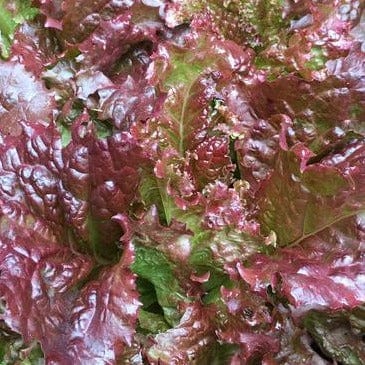 Organic Lettuce Redina - Renee's Garden - Image 2