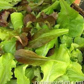 Organic Lettuce Renee's Baby Leaf Blend - Renee's Garden - Image 2