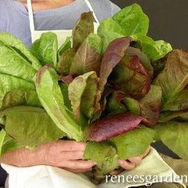 Lettuce Renee's Caeser Duo - Renee's Garden - Image 2