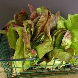 Lettuce Renee's Caeser Duo - Renee's Garden - Image 3