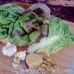 Lettuce Renee's Caeser Duo - Renee's Garden - Image 4