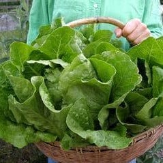 Organic Lettuce Jericho - Renee's Garden - Image 2