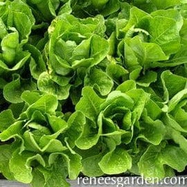 Organic Lettuce Jericho - Renee's Garden - Image 3