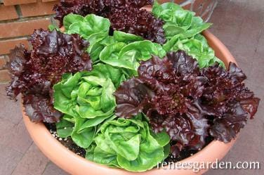 Lettuce Ruby & Emerald Duet - Renee's Garden - Image 3