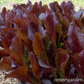 Lettuce Sea of Red - Renee's Garden - Image 2