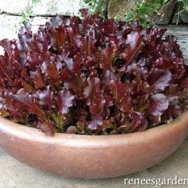 Lettuce Sea of Red - Renee's Garden - Image 3