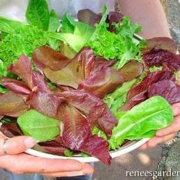 Lettuce Sweet Greens & Reds - Renee's Garden - Image 4