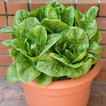 Lettuce Sweetie Baby Romaine - Renee's Garden - Image 2