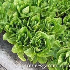 Lettuce Sweetie Baby Romaine - Renee's Garden - Image 3