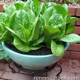 Lettuce Sweetie Baby Romaine - Renee's Garden - Image 4