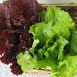 Lettuce Blush Batavians - Renee's Garden - Image 2