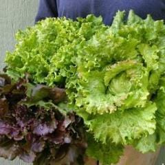 Lettuce Blush Batavians - Renee's Garden - Image 3