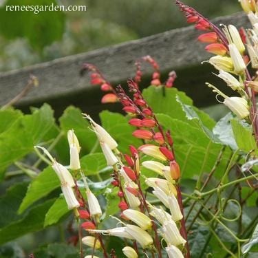Mina Lobata Exotic Love Vine - Renee's Garden - Image 2