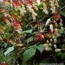 Mina Lobata Exotic Love Vine - Renee's Garden - Image 3