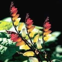Mina Lobata Exotic Love Vine - Renee's Garden - Image 4