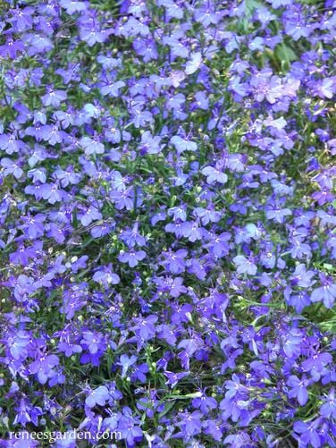 Lobelia Blue Heaven - Renee's Garden - Image 3
