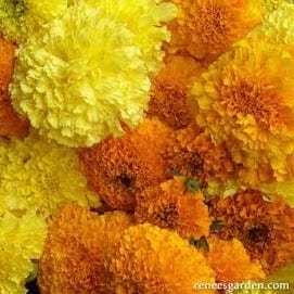 Marigolds Orange & Yellow Beast - Renee's Garden - Image 3