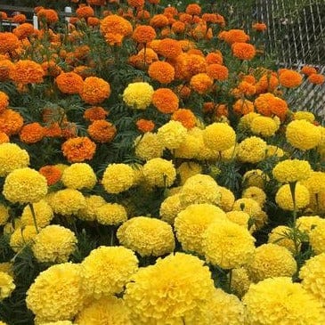 Marigolds Orange & Yellow Beast - Renee's Garden - Image 4