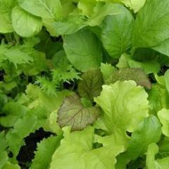 Mesclun Asian Baby Leaf - Renee's Garden - Image 2