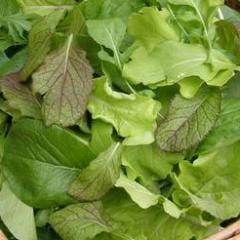 Mesclun Asian Baby Leaf - Renee's Garden - Image 4