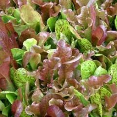 Organic Mesclun Five Variety Blend - Renee's Garden - Image 2