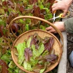Organic Mesclun Five Variety Blend - Renee's Garden - Image 3