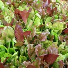 Organic Mesclun Five Variety Blend - Renee's Garden - Image 4