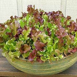 Mesclun Monet's Garden - Renee's Garden - Image 2