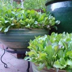 Mescluns Wine Country - Renee's Garden - Image 4