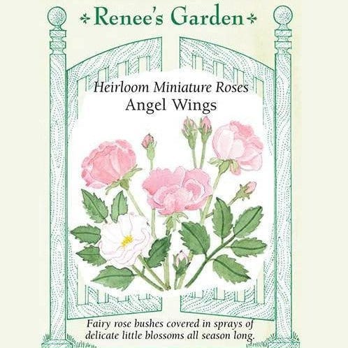 Rose Angel Wings - Renee's Garden