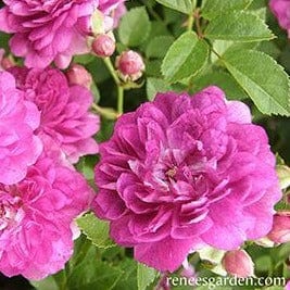Rose Angel Wings - Renee's Garden - Image 2
