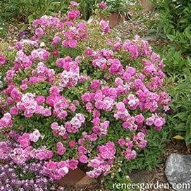Rose Angel Wings - Renee's Garden - Image 3