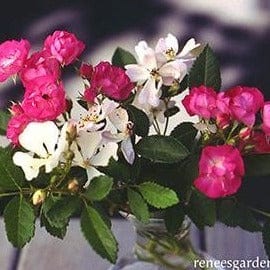 Rose Angel Wings - Renee's Garden - Image 4