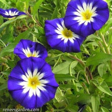 Morning Glory Heirloom Blue Ensign - Renee's Garden - Image 2