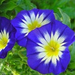Morning Glory Heirloom Blue Ensign - Renee's Garden - Image 3