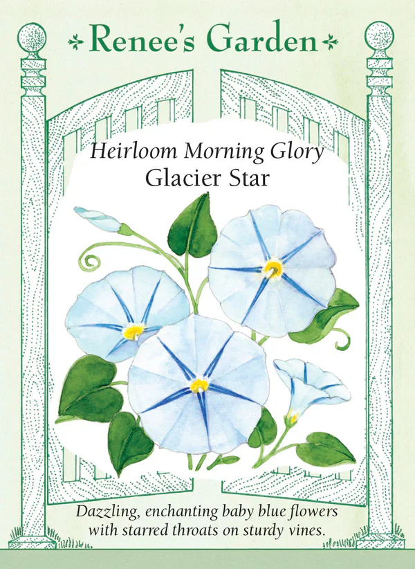 Morning Glory Glacier Star - Renee's Garden