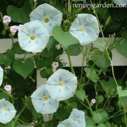 Morning Glory Glacier Star - Renee's Garden - Image 2