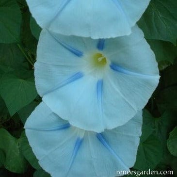 Morning Glory Glacier Star - Renee's Garden - Image 3