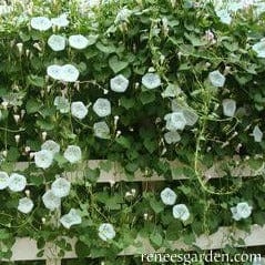 Morning Glory Glacier Star - Renee's Garden - Image 4