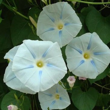Morning Glory Glacier Star - Renee's Garden - Image 5
