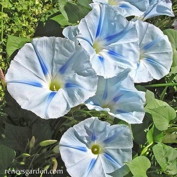 Morning Glory Glacier Star - Renee's Garden - Image 6