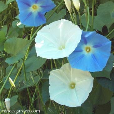 Morning Glory Mailbox Mix - Renee's Garden - Image 2
