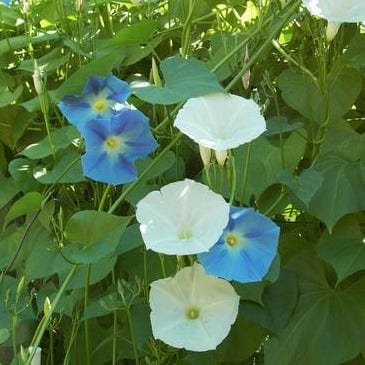 Morning Glory Mailbox Mix - Renee's Garden - Image 3