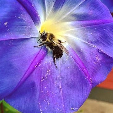 Morning Glory Mailbox Mix - Renee's Garden - Image 4