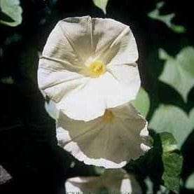 Morning Glory Fragrant Moonflower - Renee's Garden - Image 3